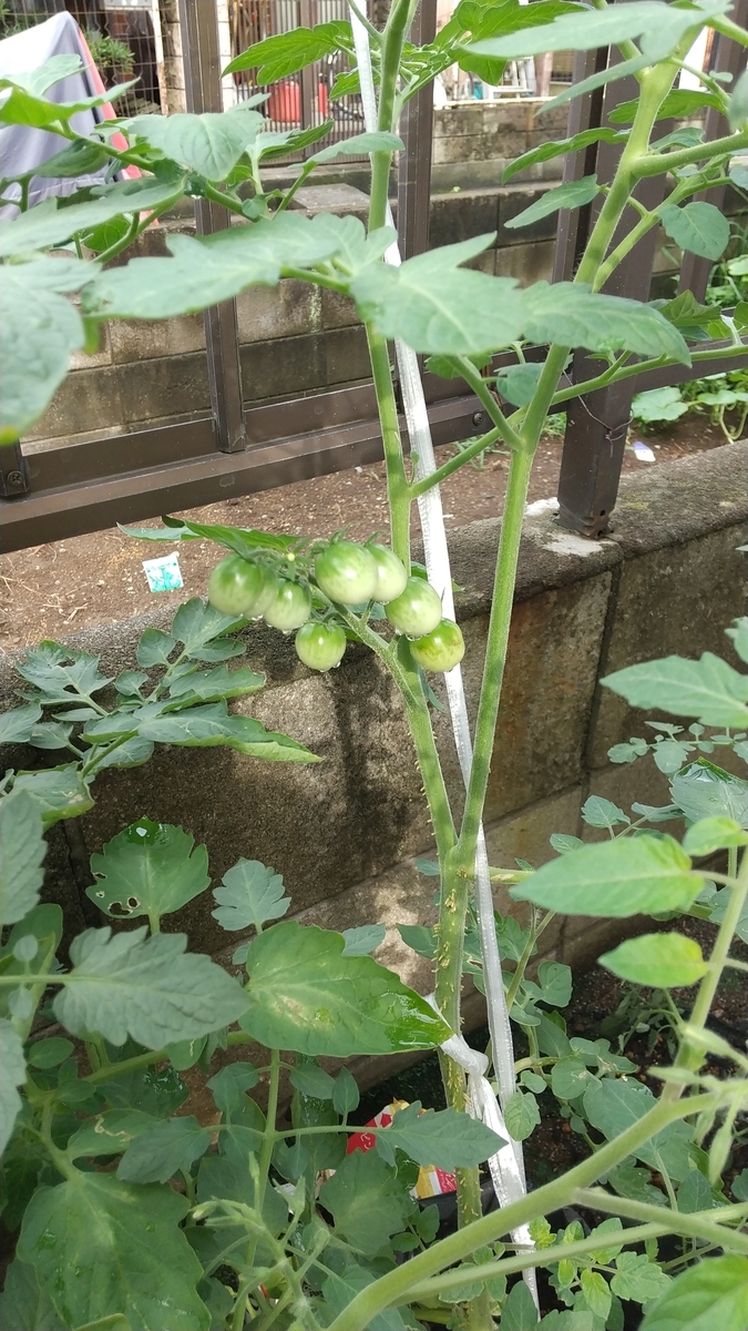 菜園 ミニトマト まだ緑ですが 郊外暮らしの最適ライフ