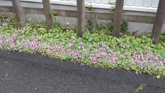 f:id:tpplssive:20251231124219j:image f:id:tpplssive:20251231124219j:image
