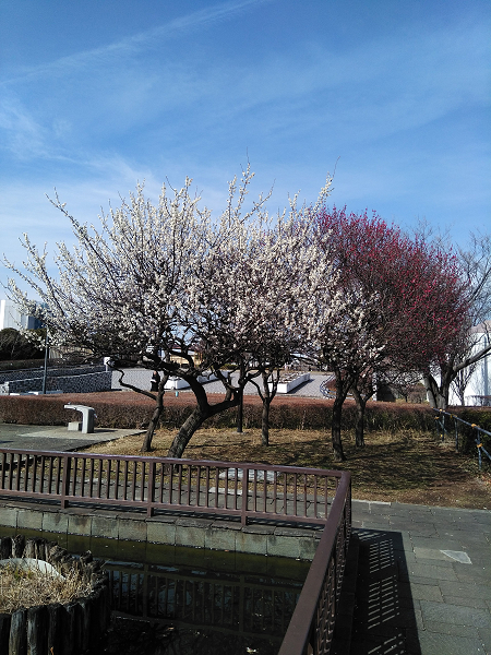 f:id:tppp:20180303163535j:plain