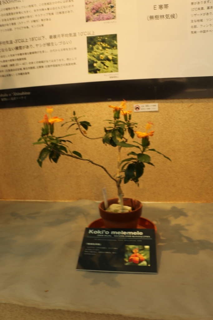 f:id:tprr65:20170527170041j:plain f:id:tprr65:20170527170041j:plain