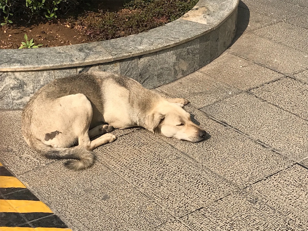 狂犬病 インドの野良犬に噛まれた話 インドでポジティブに生きる