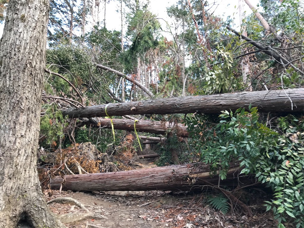 f:id:tptsuyo:20190102201429j:image