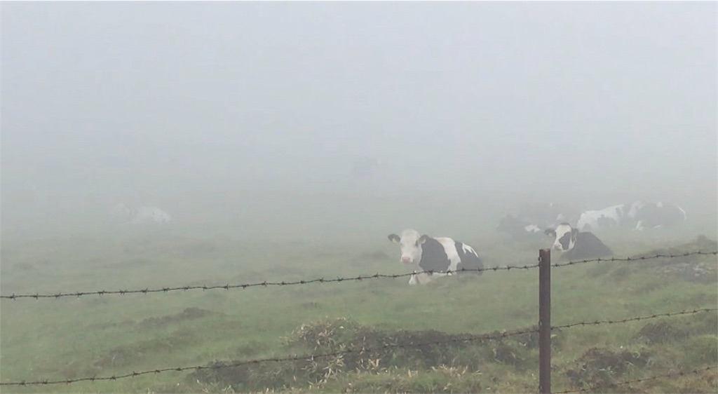 f:id:tptsuyo:20190630050447j:image f:id:tptsuyo:20190630050447j:image