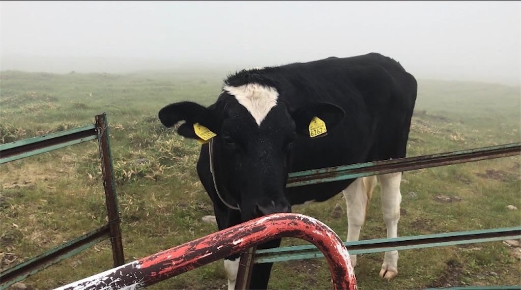 f:id:tptsuyo:20190630050450j:image