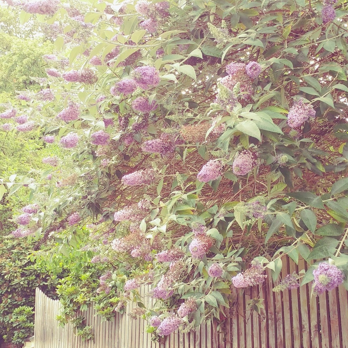 f:id:tra_live:20200704071654j:plain f:id:tra_live:20200704071654j:plain