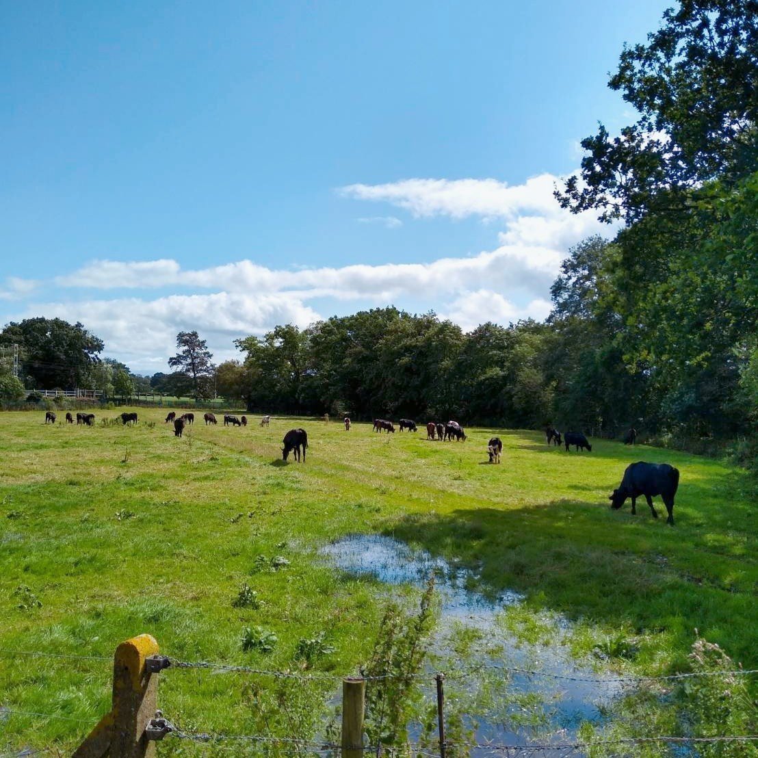 f:id:tra_live:20200711072157j:plain