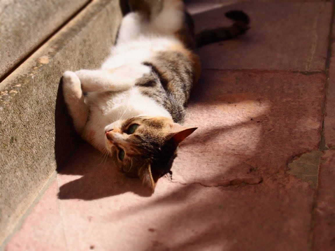 f:id:tra_live:20200920000834j:plain f:id:tra_live:20200920000834j:plain