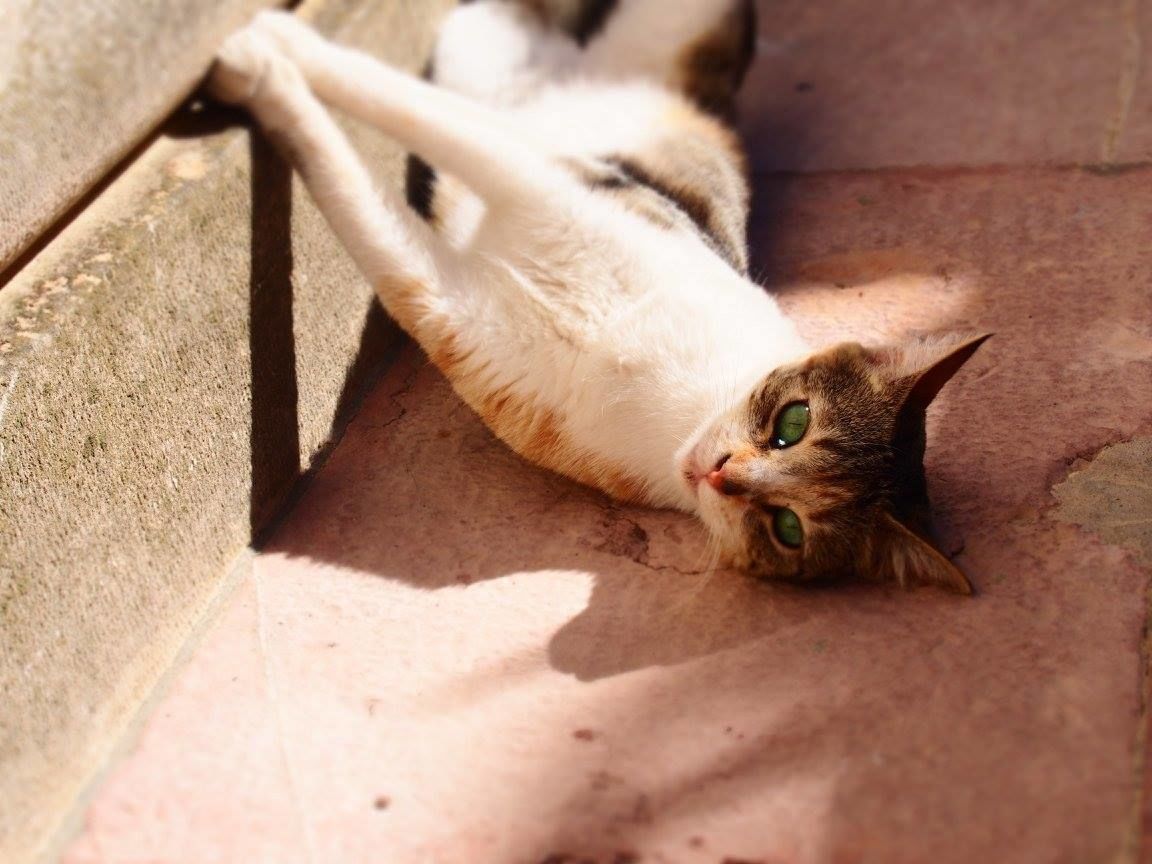 f:id:tra_live:20200920002019j:plain f:id:tra_live:20200920002019j:plain