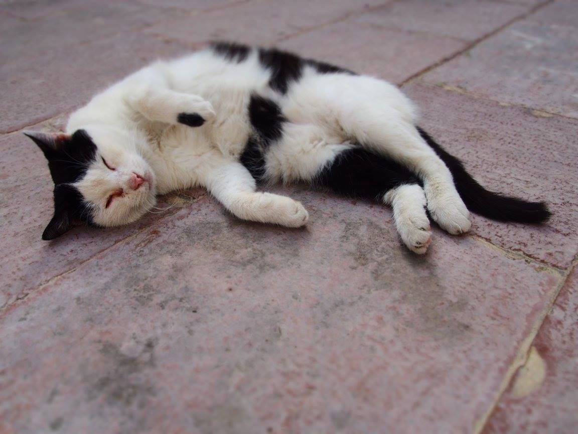 f:id:tra_live:20200920002137j:plain f:id:tra_live:20200920002137j:plain