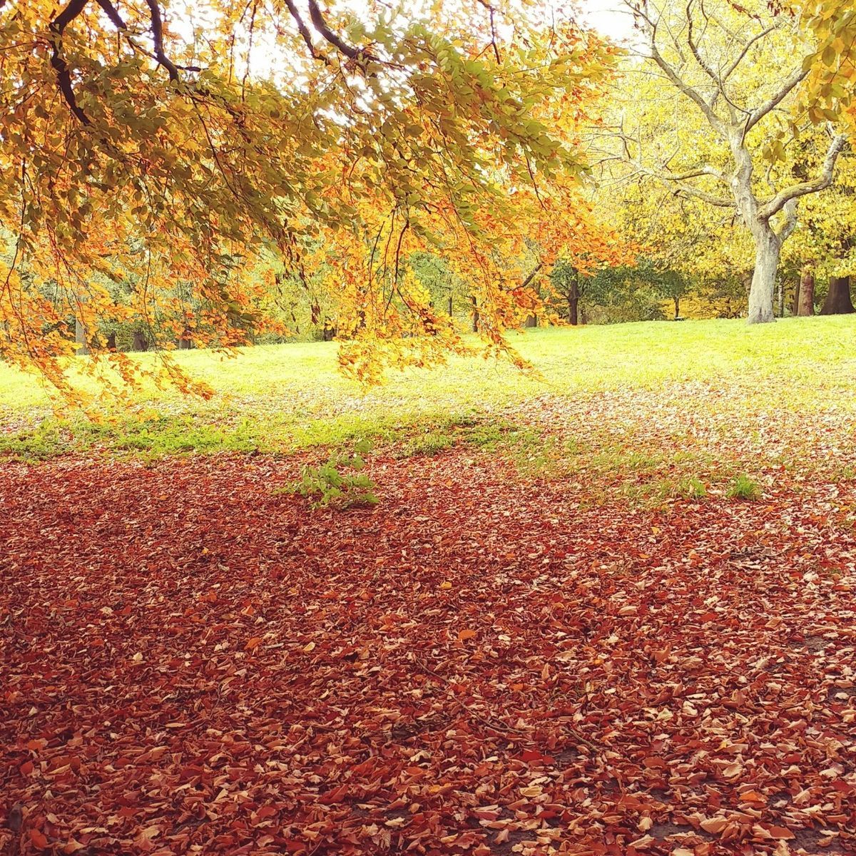 f:id:tra_live:20201021082204j:plain