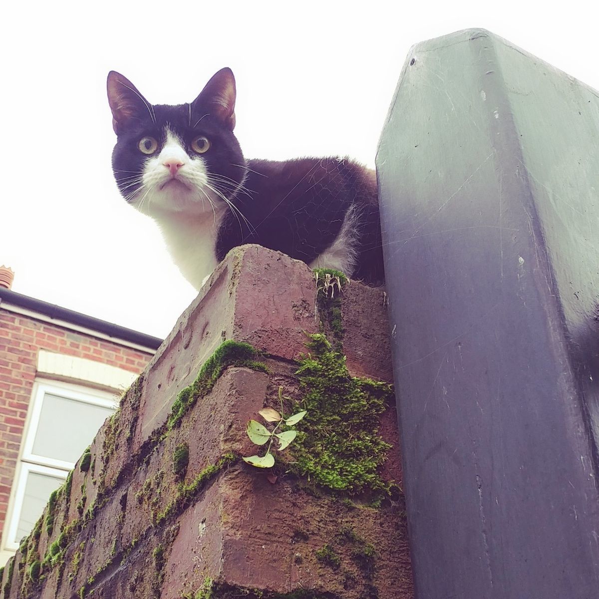 f:id:tra_live:20201128205513j:plain