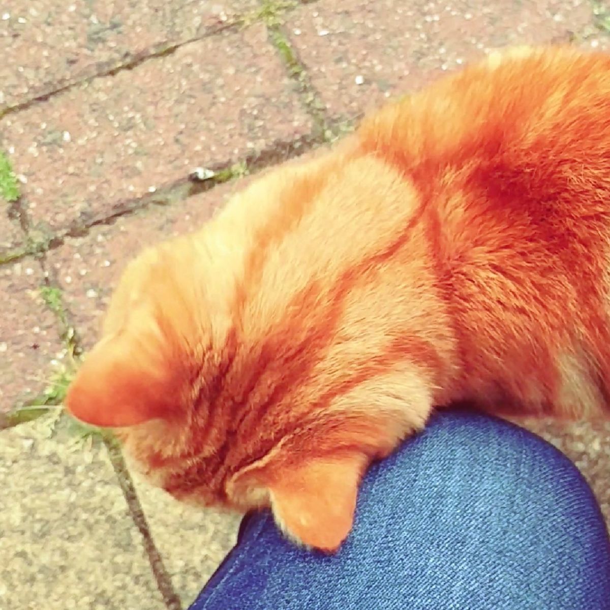 f:id:tra_live:20201228225634j:plain