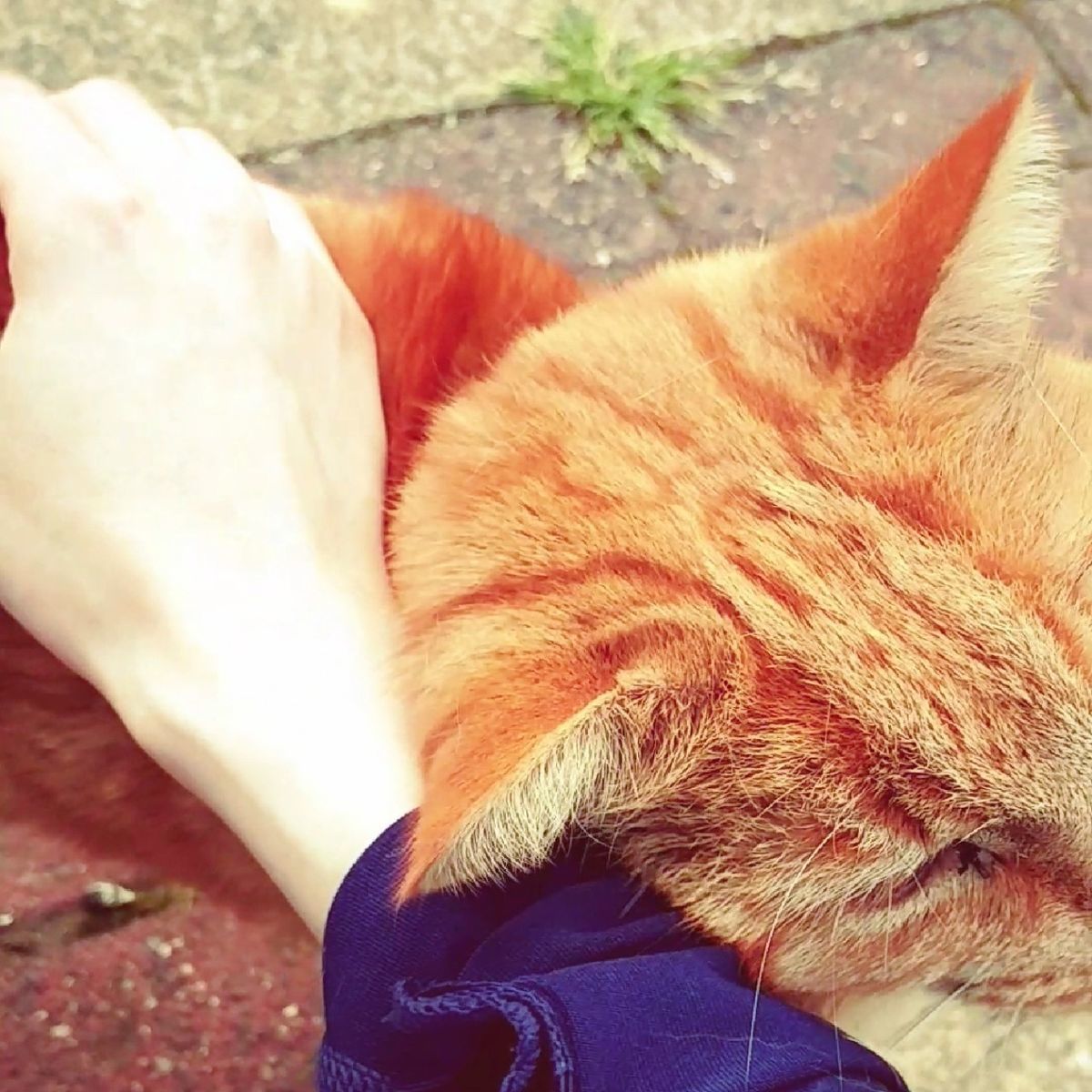 f:id:tra_live:20201228225707j:plain