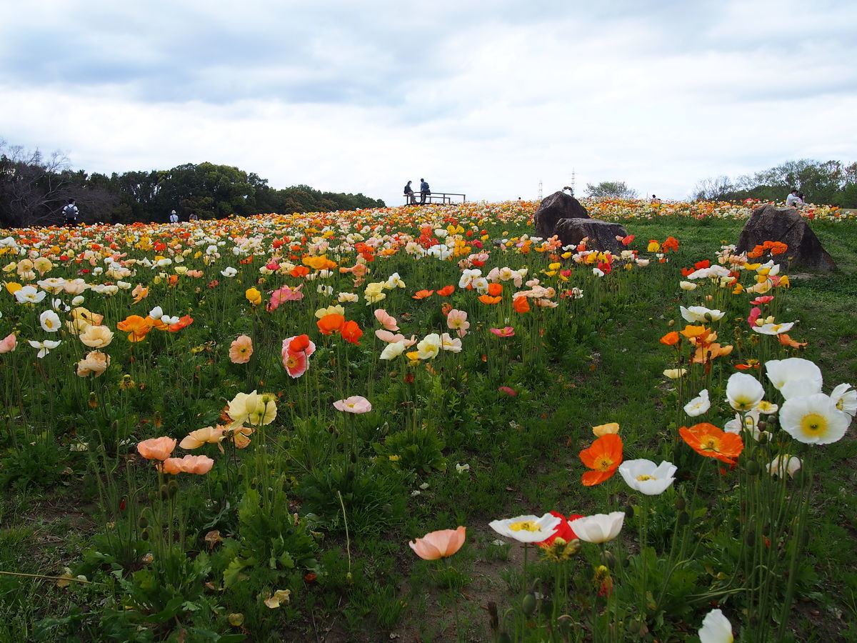 f:id:tra_live:20210711015036j:plain