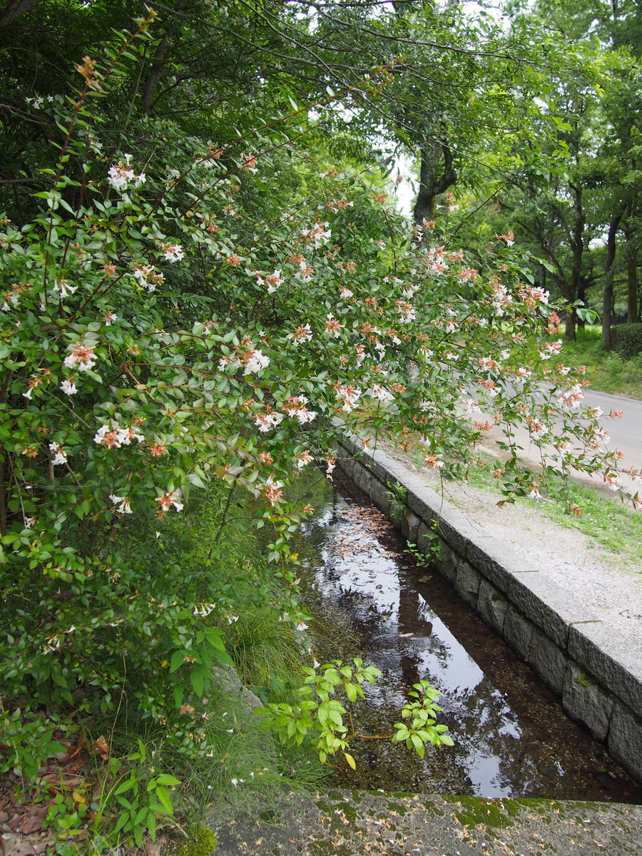 f:id:tra_live:20210711115453j:plain