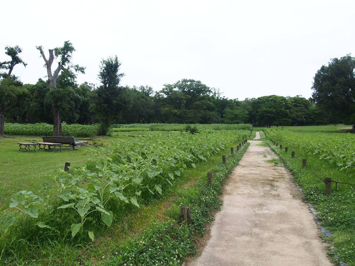 f:id:tra_live:20210711121953j:plain