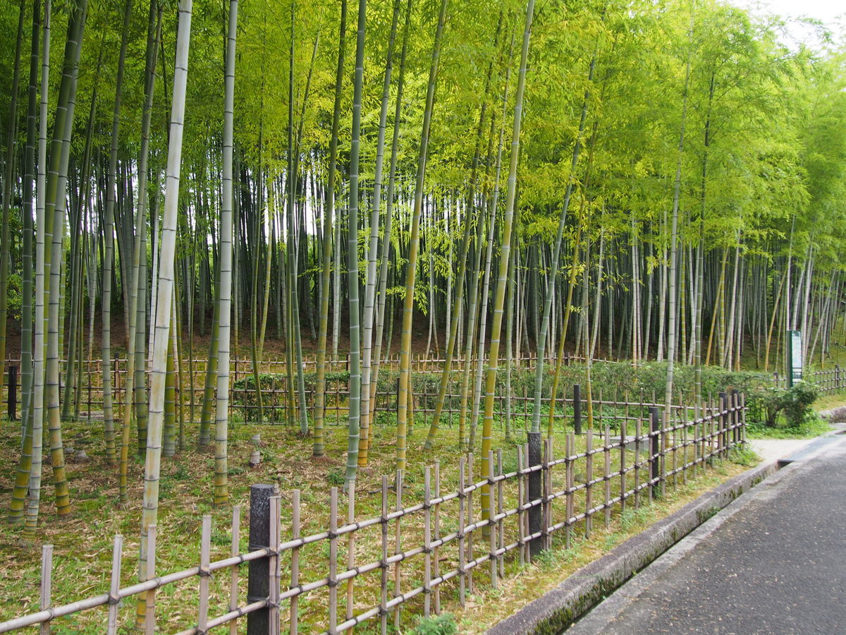 f:id:tra_live:20210711123332j:plain