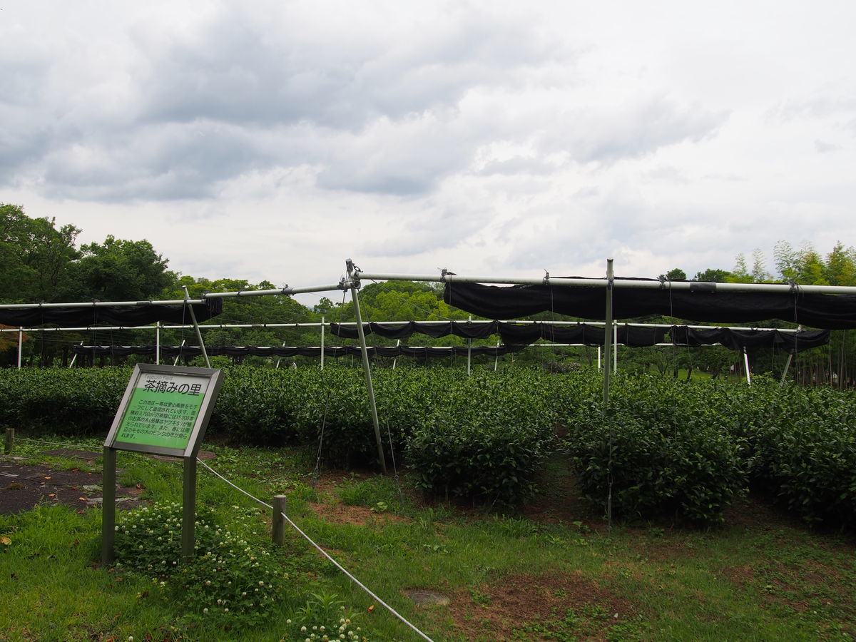 f:id:tra_live:20210711124329j:plain