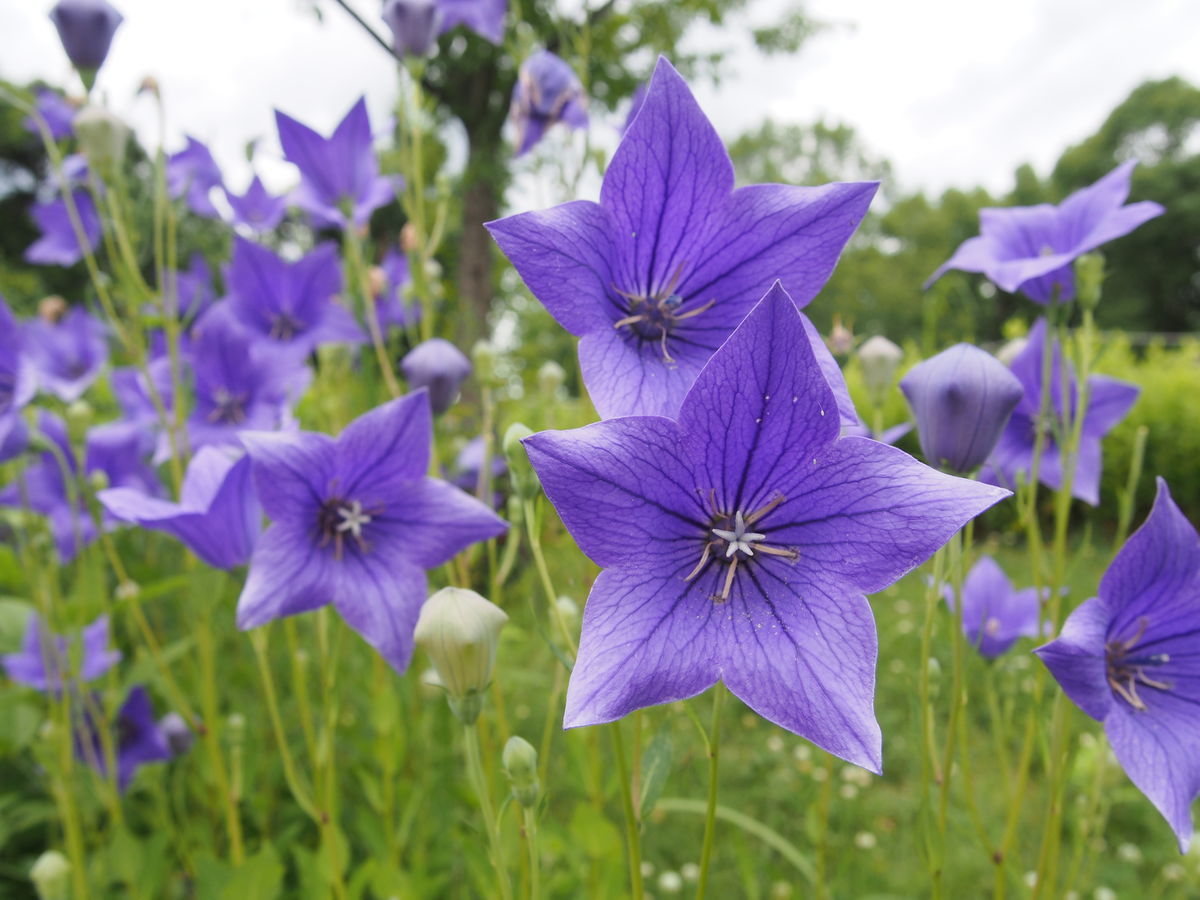 f:id:tra_live:20210711143415j:plain