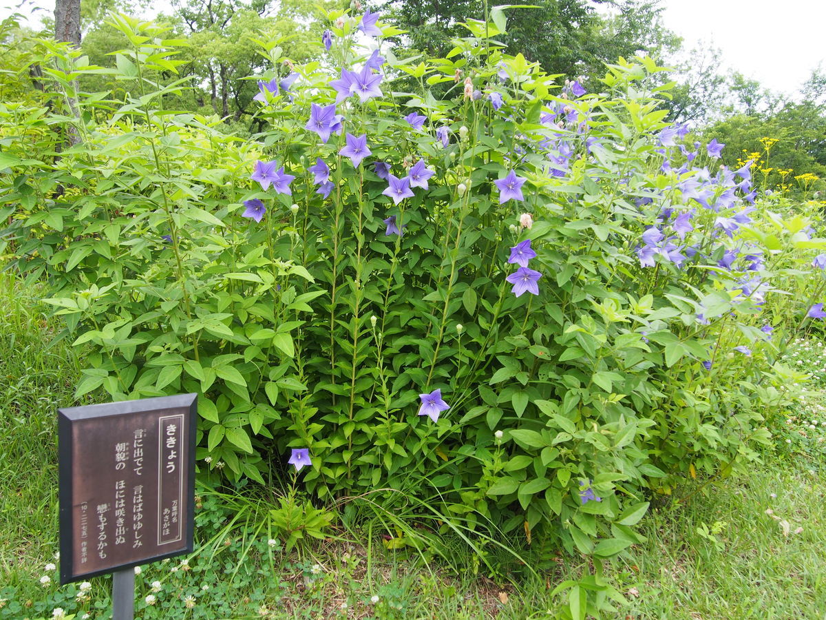 f:id:tra_live:20210711143508j:plain