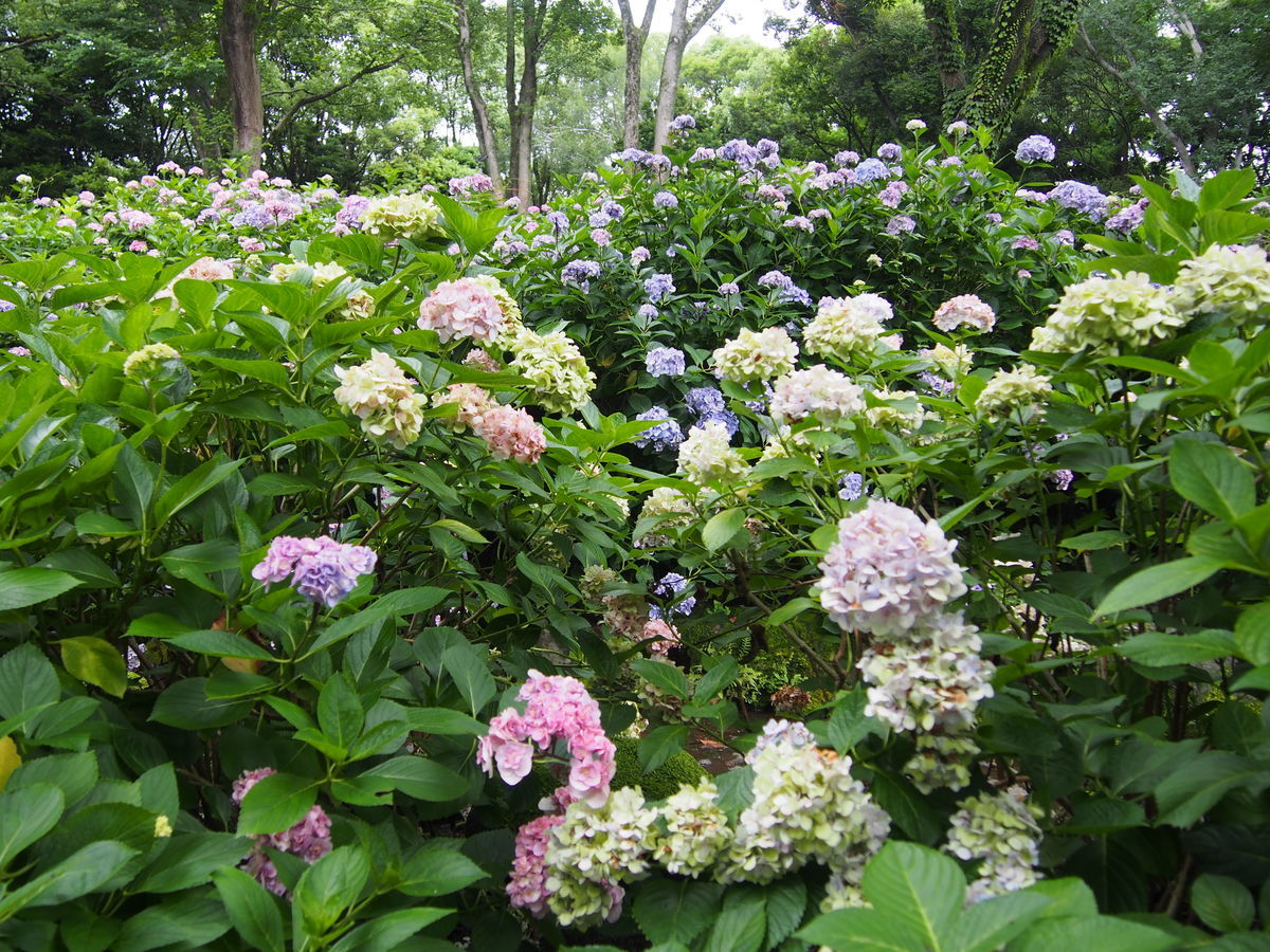 f:id:tra_live:20210711145043j:plain