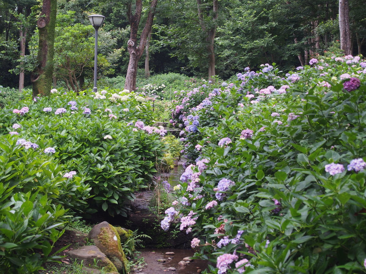 f:id:tra_live:20210711145408j:plain