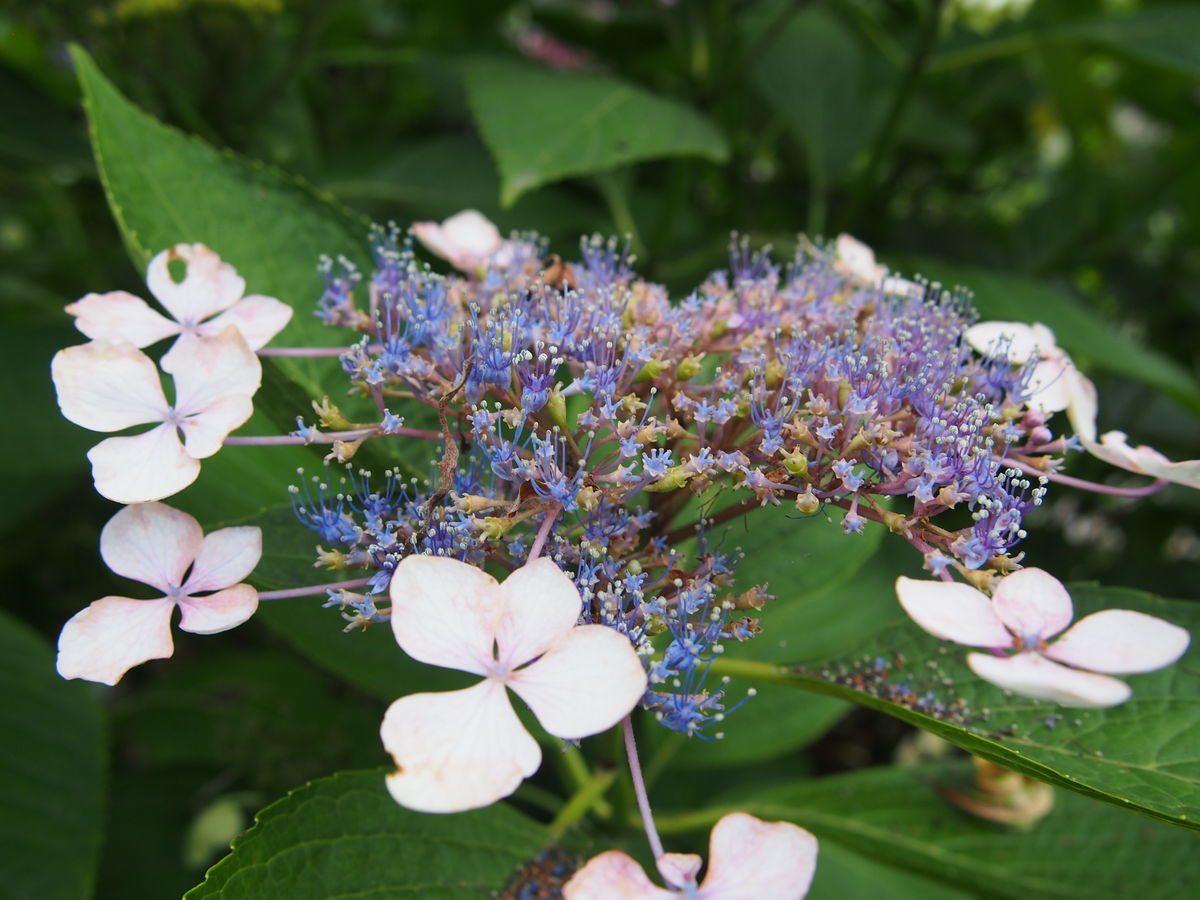 f:id:tra_live:20210711153951j:plain