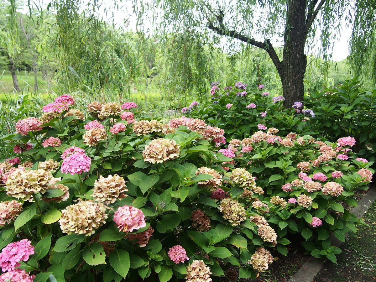 f:id:tra_live:20210711154159j:plain