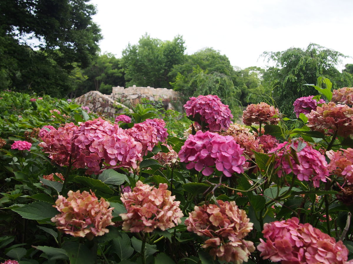 f:id:tra_live:20210711155850j:plain