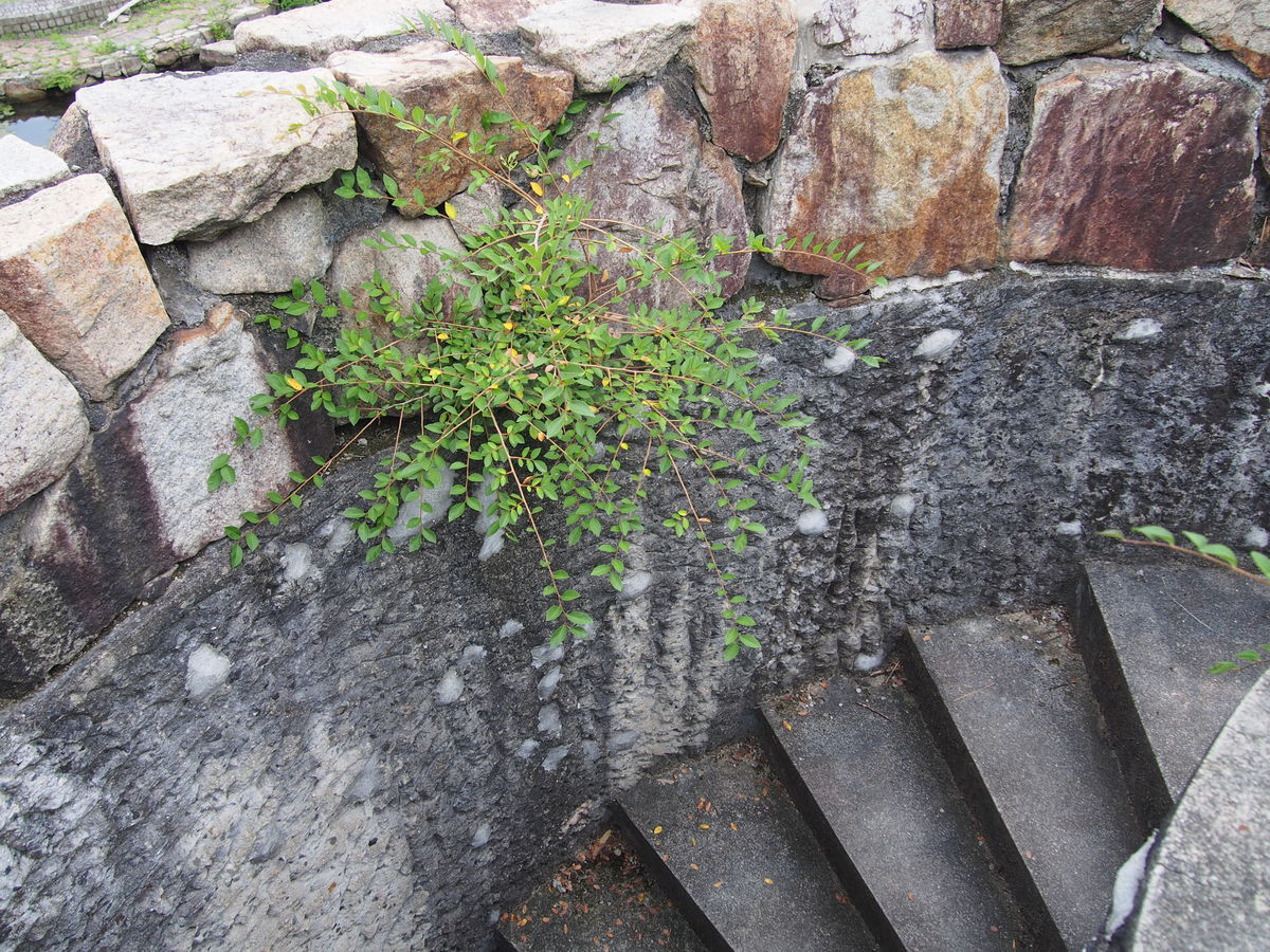 f:id:tra_live:20210711161455j:plain