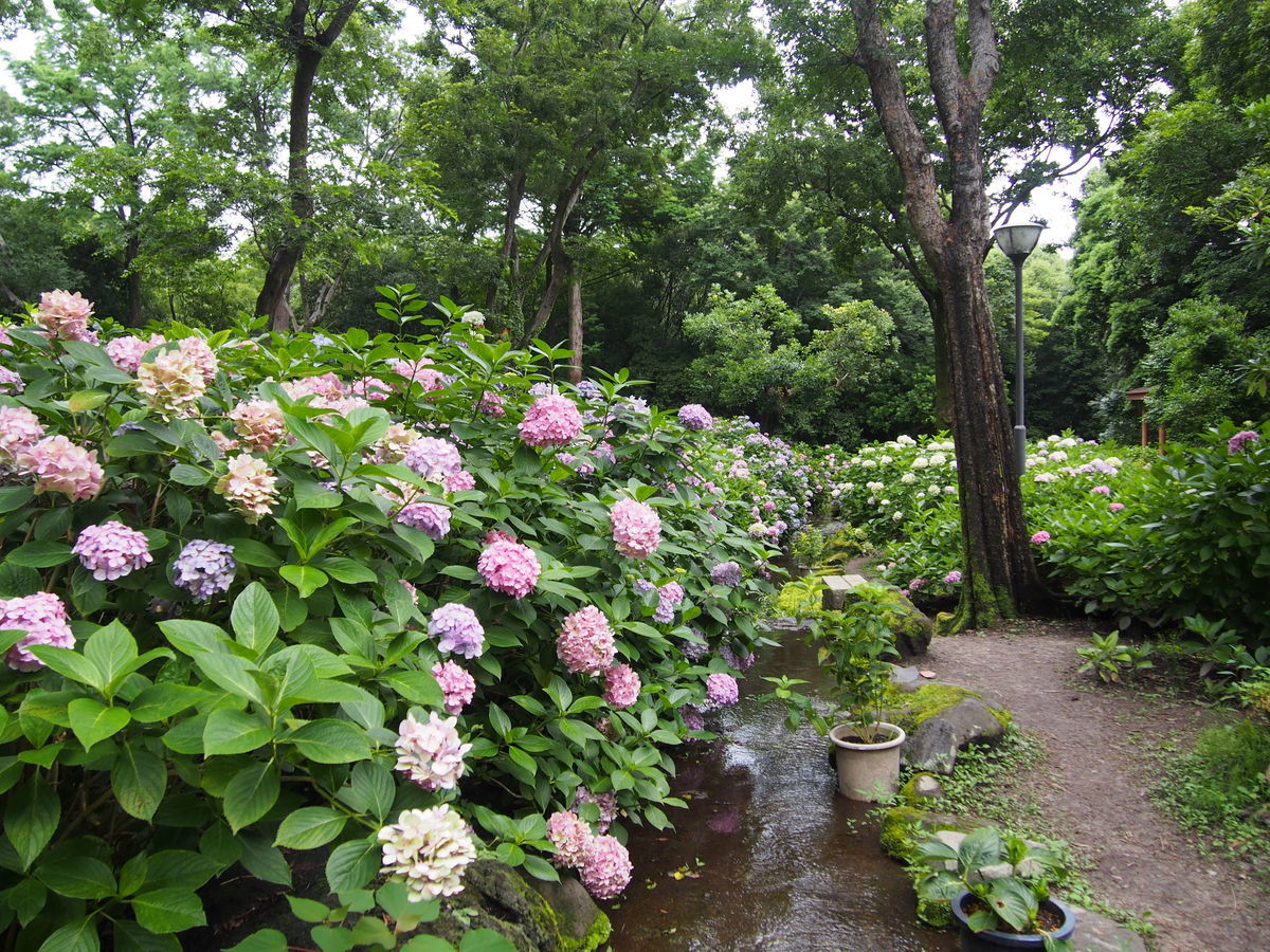 f:id:tra_live:20210711163131j:plain