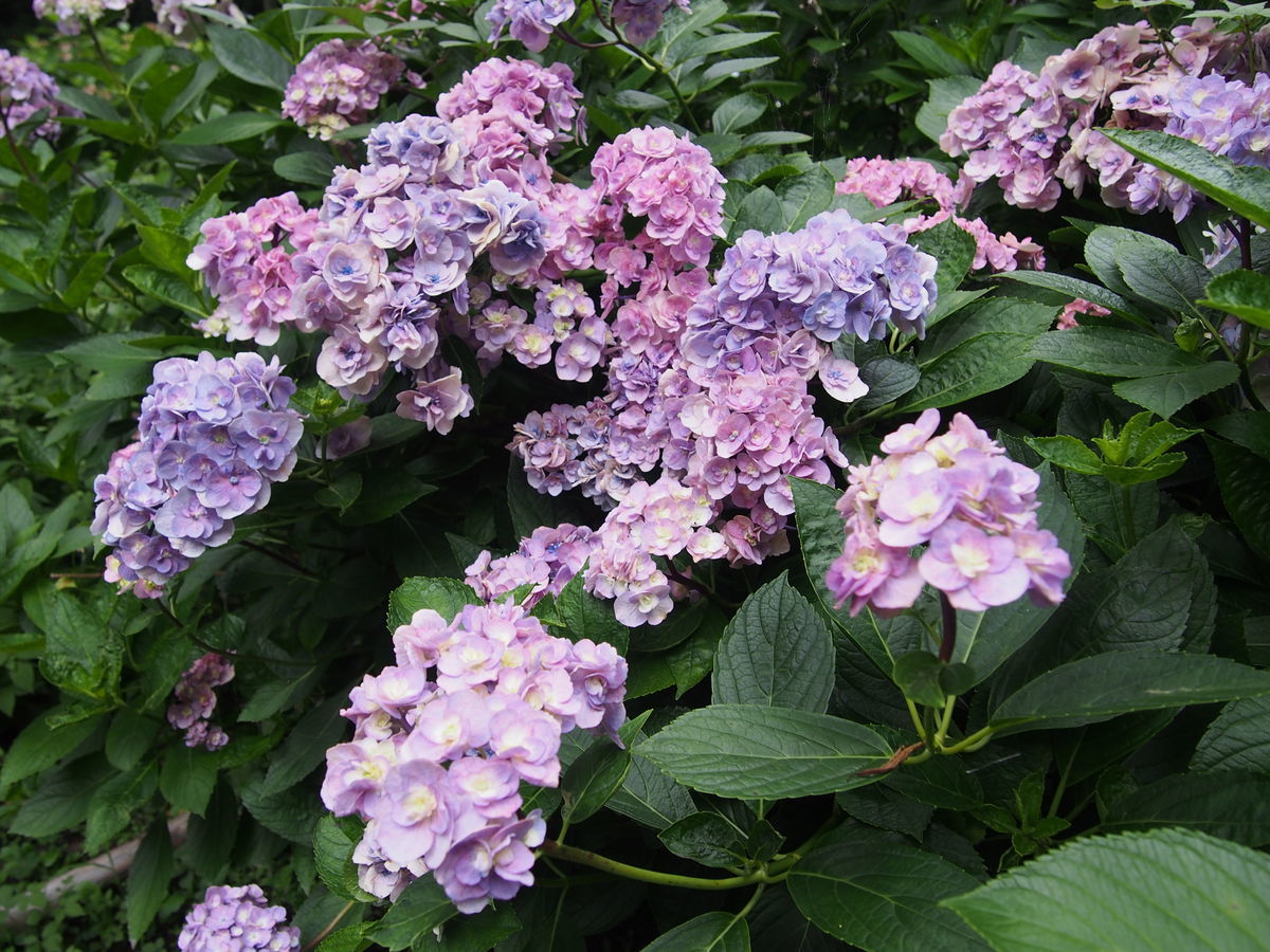 f:id:tra_live:20210711163337j:plain