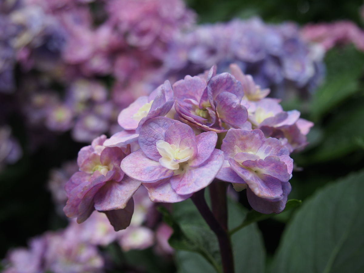 f:id:tra_live:20210711163405j:plain