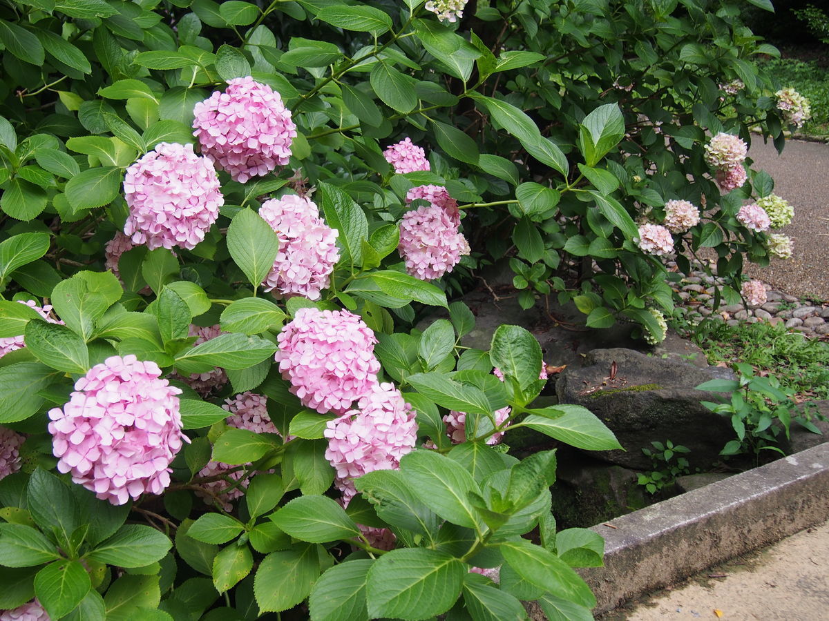 f:id:tra_live:20210711163723j:plain