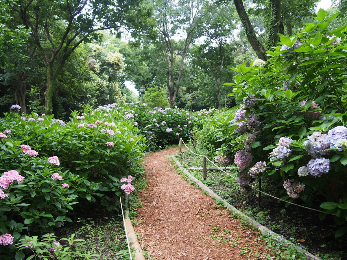 f:id:tra_live:20210711163744j:plain