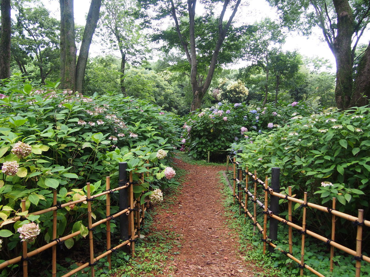 f:id:tra_live:20210711165041j:plain