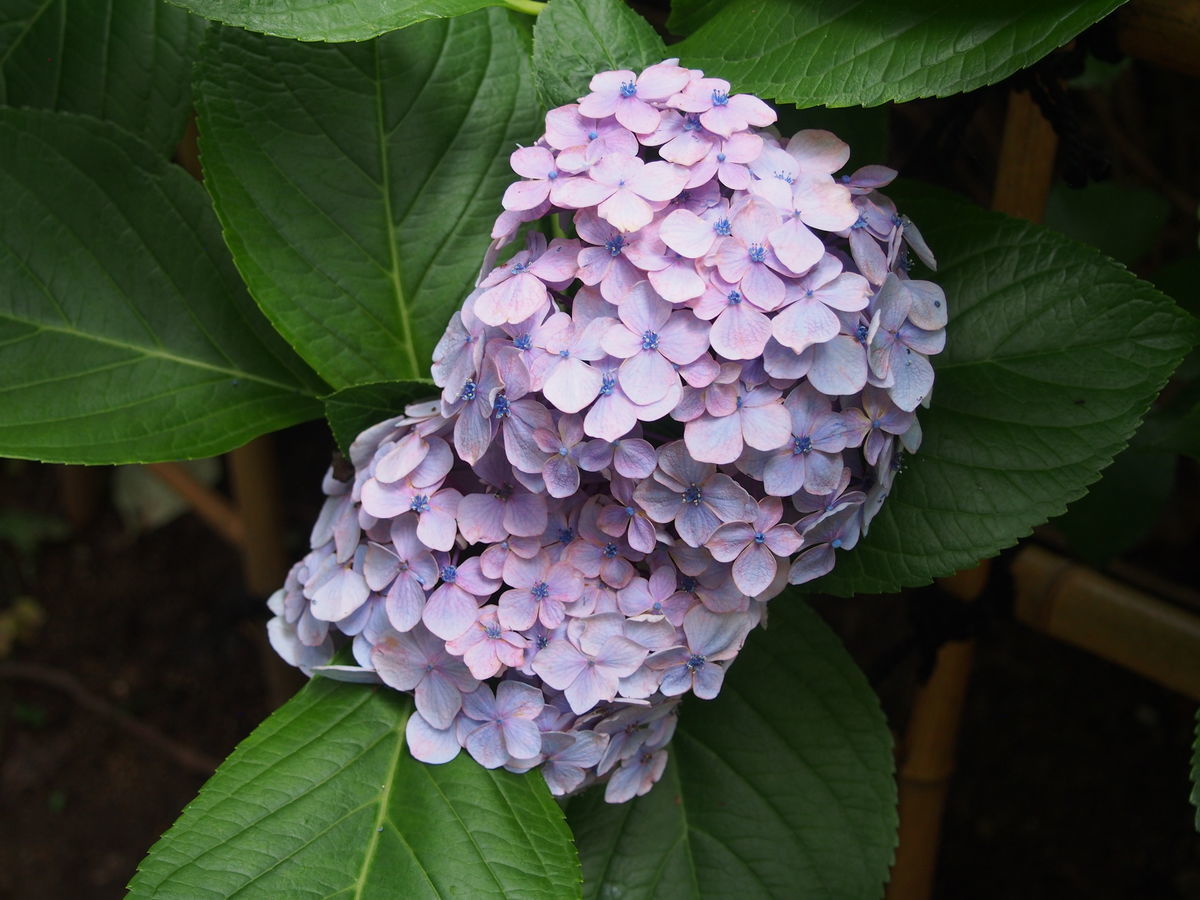 f:id:tra_live:20210711165108j:plain