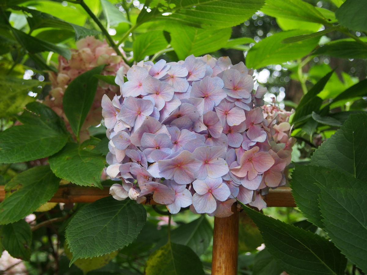 f:id:tra_live:20210711165203j:plain