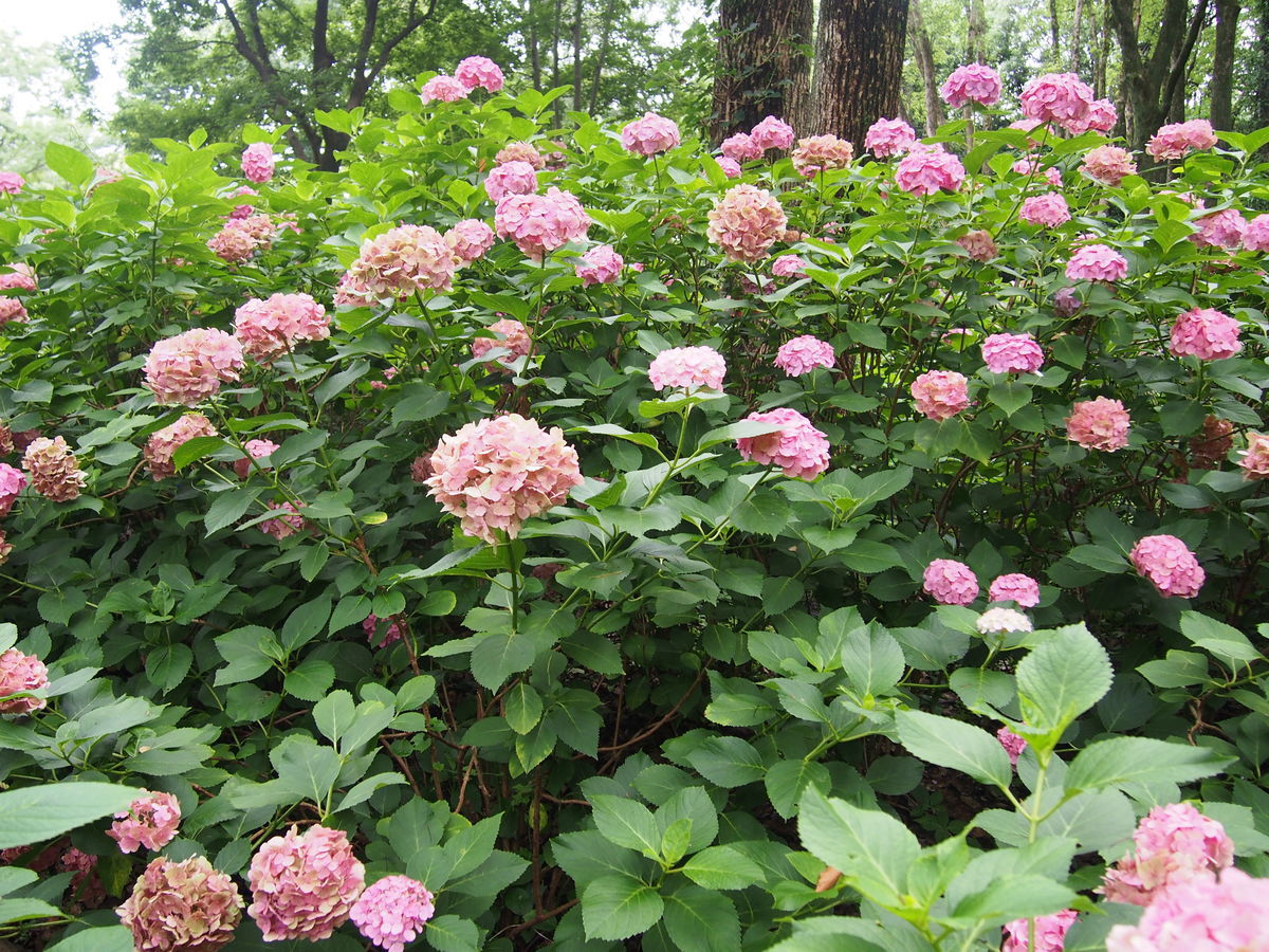 f:id:tra_live:20210711171721j:plain