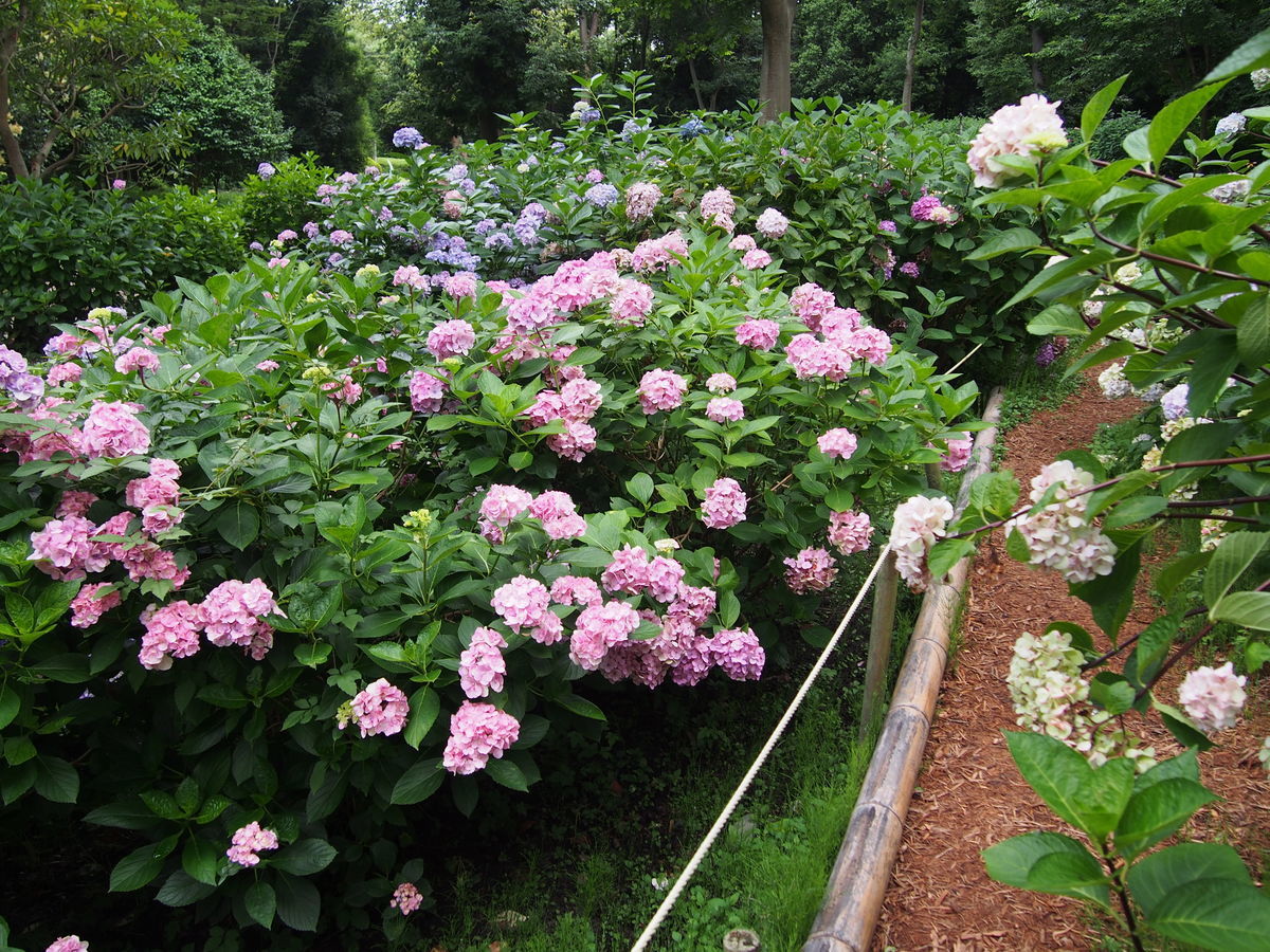 f:id:tra_live:20210711171934j:plain