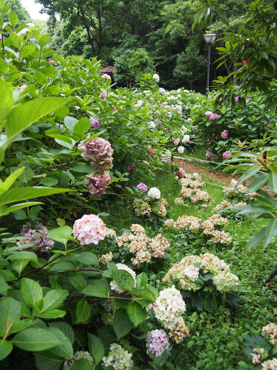 f:id:tra_live:20210711172417j:plain