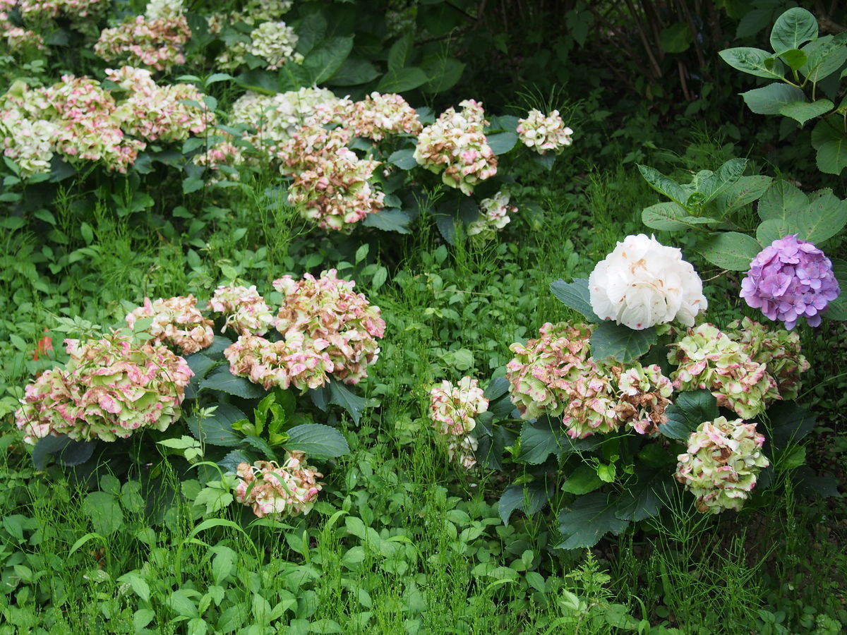 f:id:tra_live:20210711173058j:plain