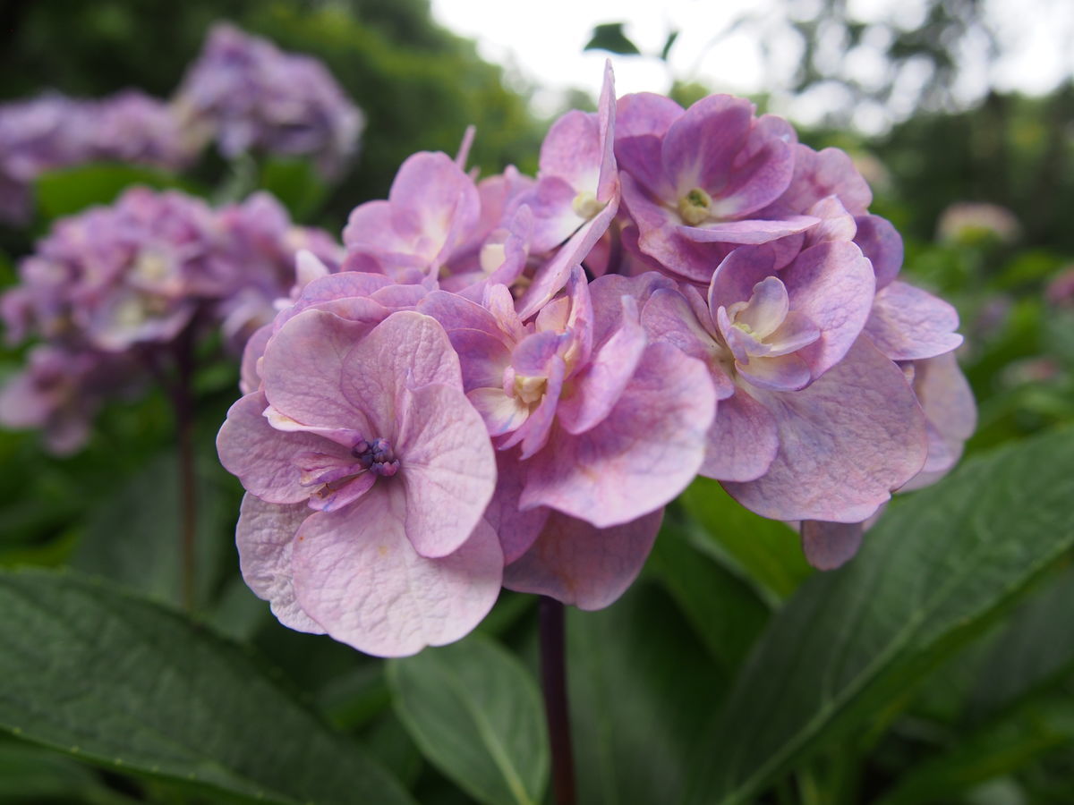 f:id:tra_live:20210711173721j:plain