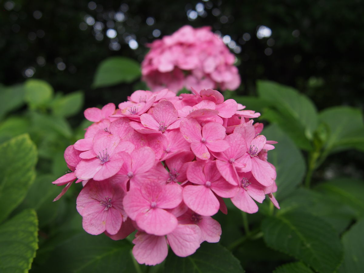 f:id:tra_live:20210711173857j:plain