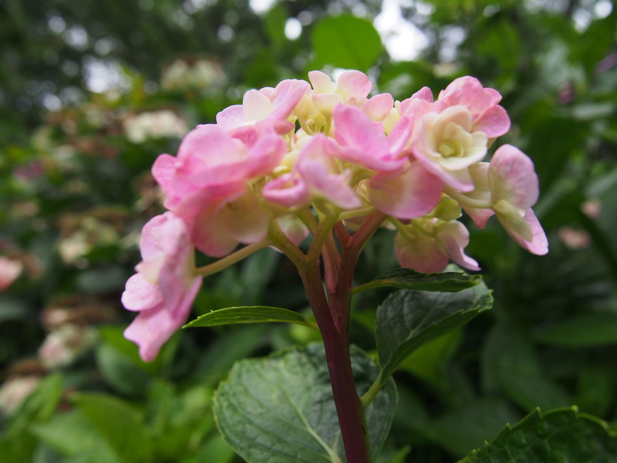 f:id:tra_live:20210711174225j:plain