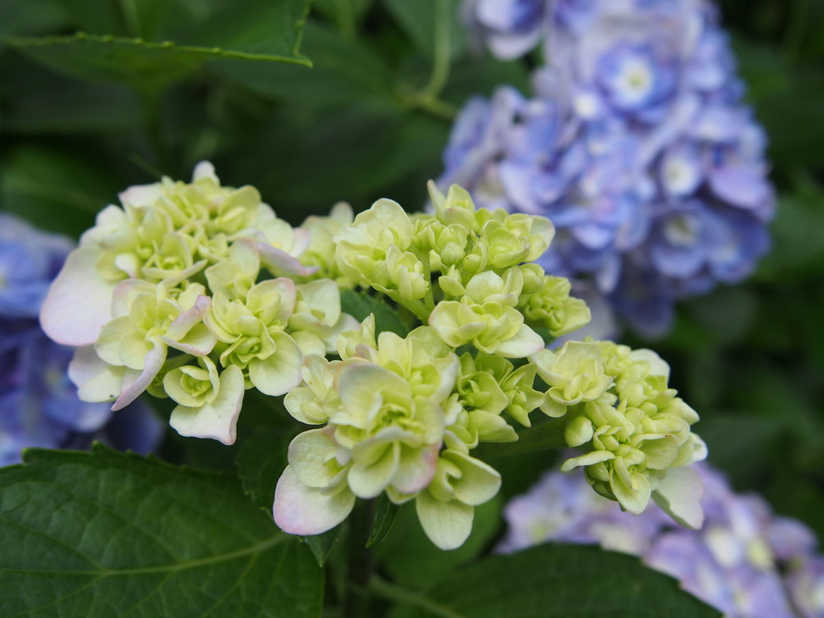 f:id:tra_live:20210711174314j:plain