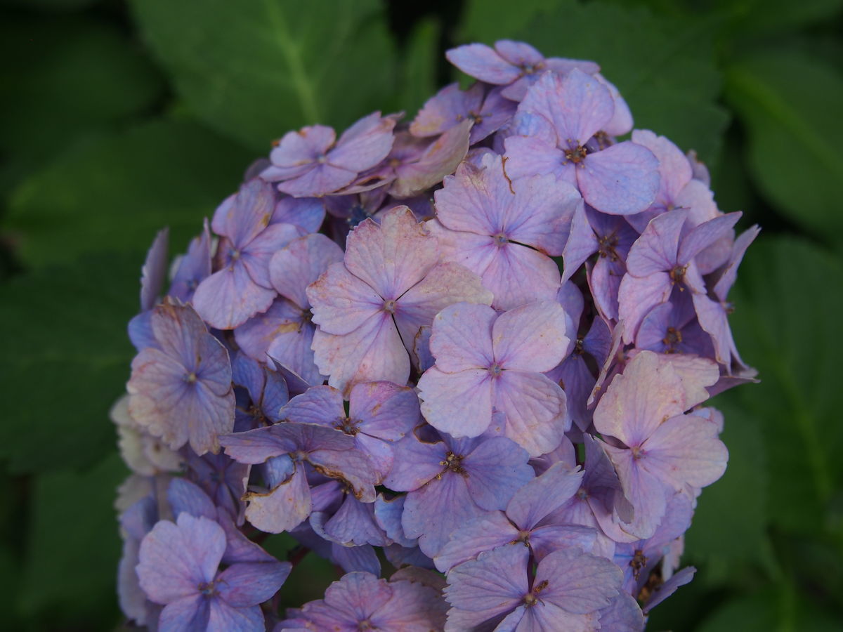 f:id:tra_live:20210711174404j:plain