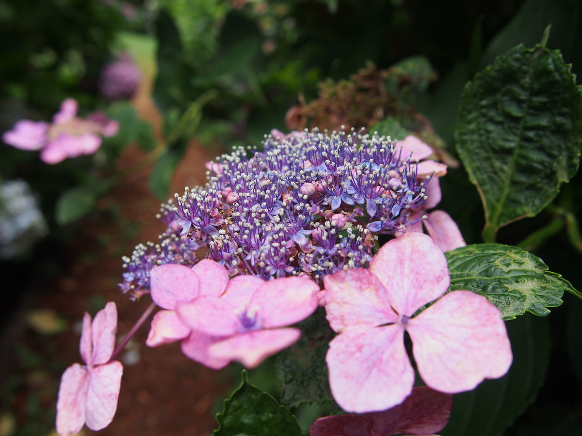 f:id:tra_live:20210711174433j:plain