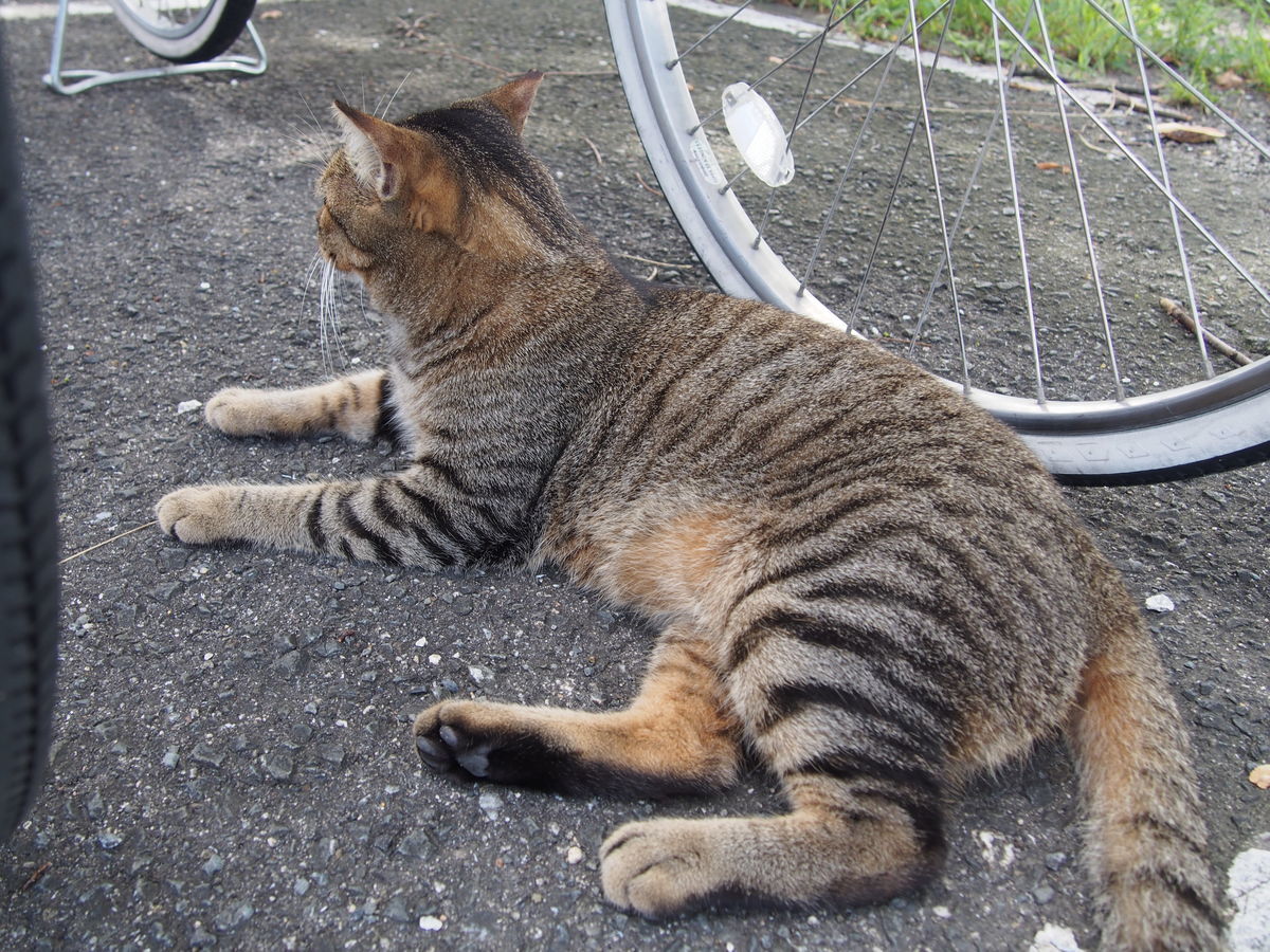 f:id:tra_live:20210907132547j:plain