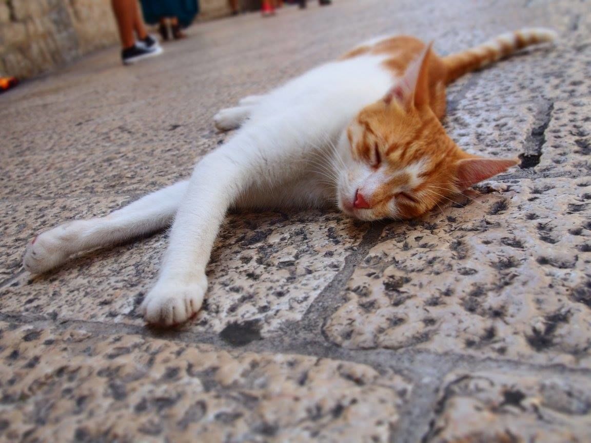 f:id:tra_live:20210907133323j:plain